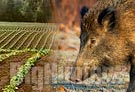 Emilia Romagna: proposta modifica legge sui danni fauna